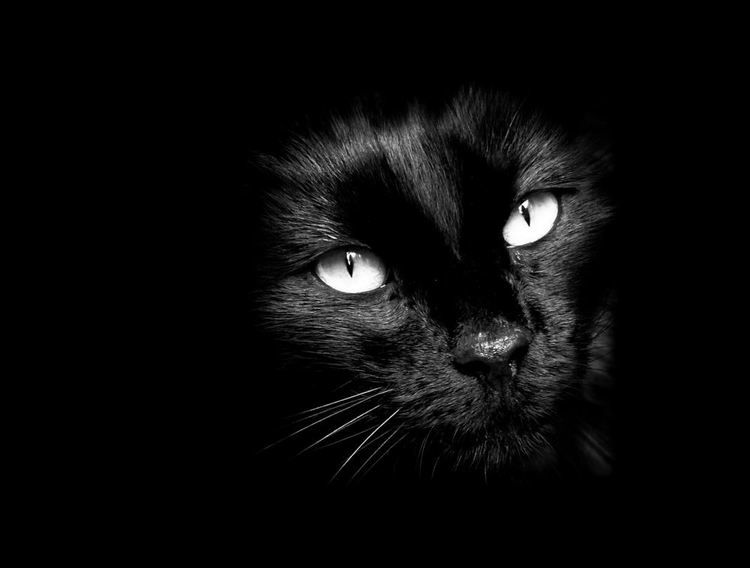 photo chat noir